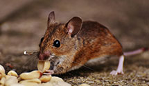 24 Hour & Emergency Exterminators in Pell City, AL